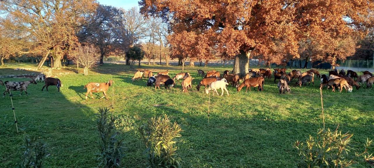 Gite "Le Couchant" Gras Luaran gambar
